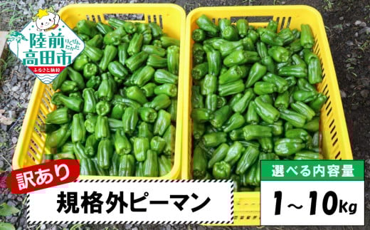 【先行予約】 訳あり 規格外 ピーマン 約1kg 【 不揃い 産地直送 新鮮 料理 野菜 大容量 岩手県 陸前高田市 Farm Koganeyama 】2025年7月から発送予定 RT2751