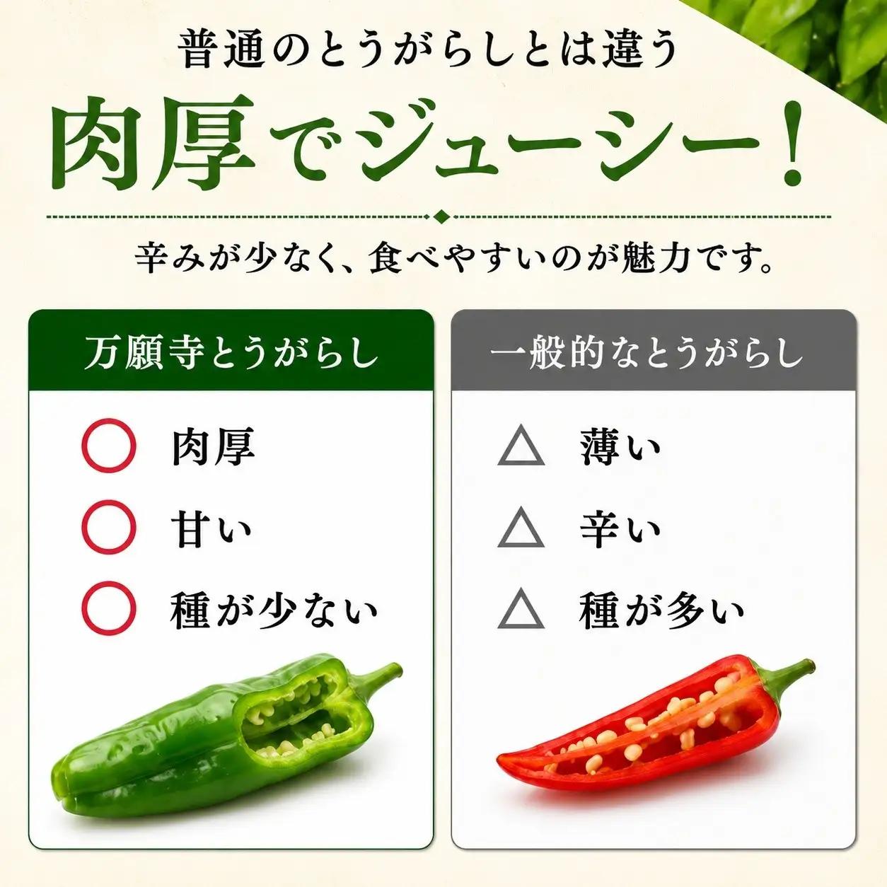 万願寺とうがらし（京野菜）1kg（目安30～40本）｜ 京野菜