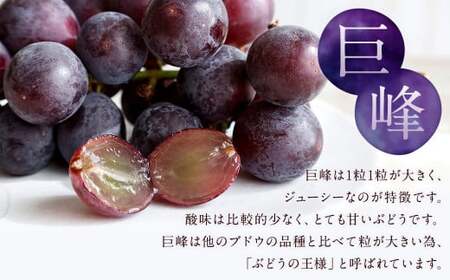 数量限定 有核 巨峰 約300g×4パック 計約1.2kg ぶどう ブドウ 果物 フルーツ 福岡県産 【2027年7月下旬～8月下旬発送予定】