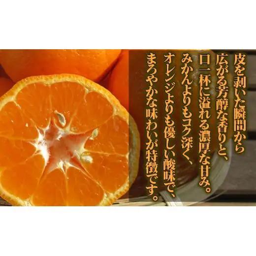 【 早期予約受付開始 】 立目産 ポンカン 10 kg 贈答用 2027年1月 下旬より順次発送 高知 須崎 KHN004