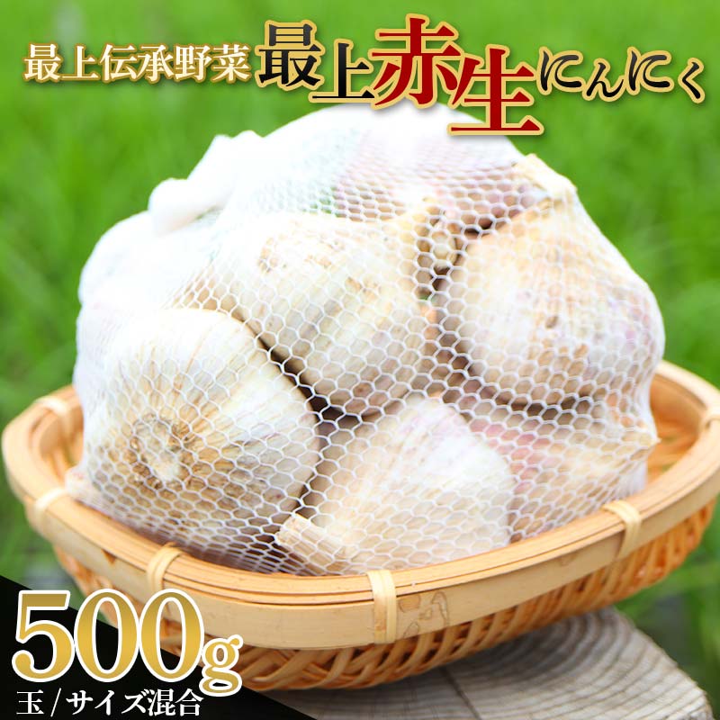【ふるさと納税】《2025年発送》 最上伝承野菜【最上赤生にんにく】 500g（玉・M、L、2Lサイズ混合） 生にんにく ニンニク 薬味 ガーリック 野菜 F3S-2327