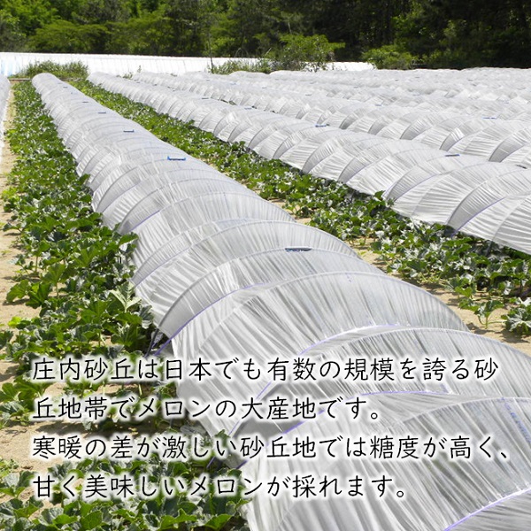 食の都庄内　プロの技！庄内砂丘　赤肉メロン　※令和7年7月頃より順次配送予定 赤肉メロン（1箱3～4玉入り）
