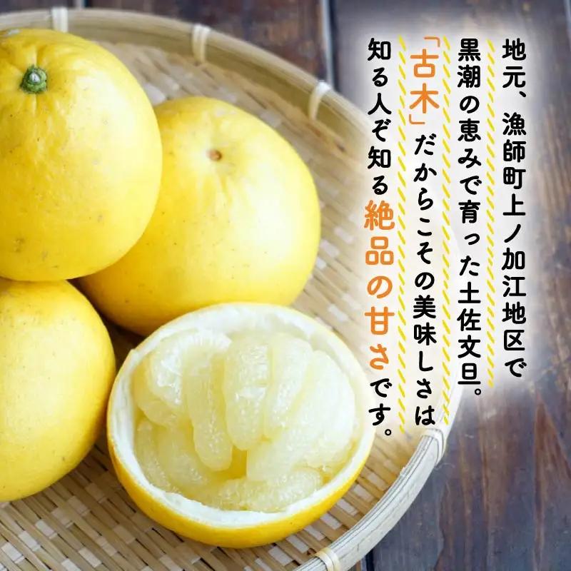 【先行予約】土佐文旦 10kg 3L-5L 文旦