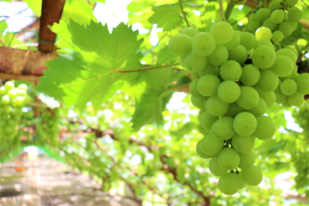 【令和7年産】シャインマスカット 2kg 山形県河北町産【JAさがえ西村山】　（国産 マスカット 緑 ぶどう ブドウ 葡萄 常温便 フルーツ 果物 果肉 青果 お取り寄せ 東北 山形県 河北町 【JA