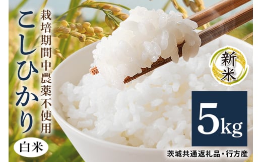 令和7年産新米 白米 5kg 栽培期間中農薬不使用 こしひかり 茨城県産 米 お米 コメ ご飯 コシヒカリ 食味豊か 甘み 旨み 冷めても 美味しい お弁当 向け 食卓常備 産地直送 茨城県 潮来市 ＜茨城県共通返礼品・行方市産＞ (A03-014)
