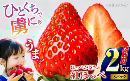いちご【2026年1月中旬より順次発送】 大粒 いちご 紅ほっぺ約 2kg（8パック）愛媛県大洲市/沢井青果有限会社 [AGBN027] 果物 くだもの フルーツ スイーツ デザート おやつ ケーキ パフェ タルト 焼き菓子 ジャム ジュース お菓子作り トッピング アレンジ いちご イチゴ 苺 愛媛県産 大洲市産 産地直送 おすすめ 人気 お取り寄せ 送料無料 贈答 ギフト