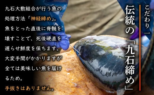 【 船上 神経締め 鮮魚 ボックス 】朝獲れ 直送 大漁コース (2025年7月出荷) 冷蔵 魚種お任せ 水揚げ 海鮮 魚介 産地直送 新鮮 天然 魚 詰め合わせ 2026年7月出荷