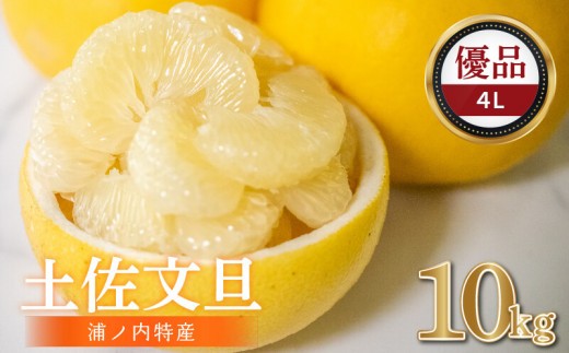 【早期予約開始 2027年2月頃より順次発送】 文旦 土佐文旦 10kg 4L サイズ 優品 贈答 果物 フルーツ 文旦 ぶんたん ブンタン 浦ノ内 みかん 蜜柑 柑橘 分担 旬 時期 予約開始 産地直送 美味しい おいしい 爽やか スイーツ おやつ デザート 皮 ピール 砂糖 漬け ビタミン ジューシー フレッシュ 新鮮 明神果樹園 高知県 須崎市