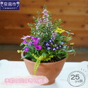 【ふるさと納税】季節の花の寄せ植え 25cm鉢 寄せ植え 植物 生花 花 お花 はな 鉢植え 季節 贈答 鑑賞用 フラワーギフト