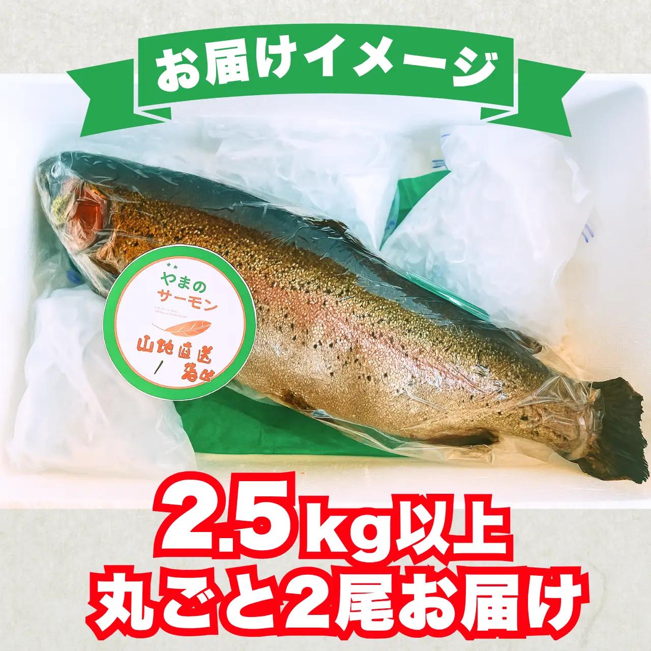 サーモン 丸ごと1尾 2.5kg以上 2尾 [E-050004]サーモン