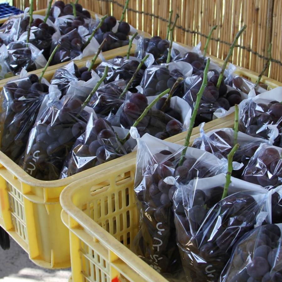 ＜池田鹿蔵農園＞朝採り「ピオーネ」1.2kg（2～3房）