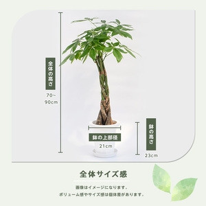 2026年6月頃～発送【観葉植物】パキラ 7号 Green Base IB003-021  観葉植物 ※北海道・沖縄・離島配送不可