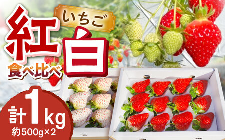 紅白いちご食べ比べ 計1kg（約500g×2）いちご イチゴ 白いちご 苺 ゆめのか 食べ比べ セット 東彼杵町/ファーミライズ株式会社[BBL004]