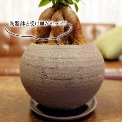 ふるさと納税 糸島市 幸せを呼ぶ木『ガジュマル』　エッジボールポット 糸島市 / cocoha [AWB038] |  | 02