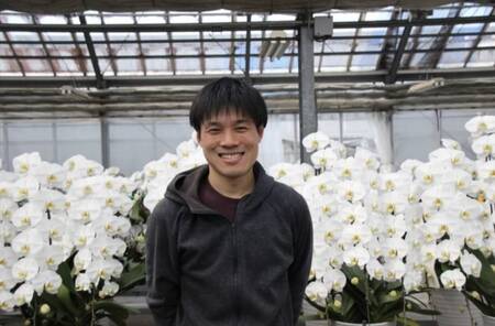 胡蝶蘭 1本 立ち 色 おまかせ ( 濃ピンク 黄色 白 ) 藤沢洋蘭 鉢植え 鉢花 ラン 観葉植物 花 hana 10000円 蕾 蘭 洋ラン 洋蘭 生花 お花 お祝い お供え コチョウラン こちょ