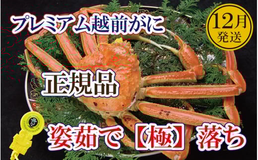 越前がに「極落ち」 × 1杯 桐箱入り！越前の至宝 最高ランクのプレミアム越前がに【雄 ズワイガニ ずわいがに 姿 生 ボイル 冷蔵 福井県】【12月発送分】【浜茹でお届け】希望日指定可 備考欄に希望日をご記入ください [e37-x012_12b]