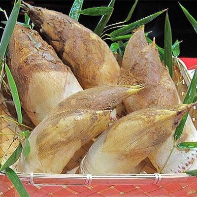 ふるさと納税 亀岡市 京野菜「京筍」採れたて発送(特選上物2.5〜3kg)※2027年3月下旬頃から順次発送予定