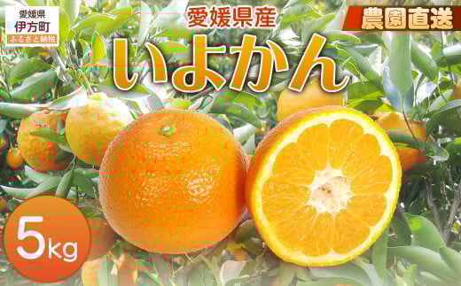 【栽培期間中農薬不使用】【先行受付】【数量限定】農園直送！愛媛県産 いよかん 5kg （2026年1月上旬頃より順次発送） 【 ふるさと納税 人気 おすすめ ランキング 柑橘 みかん ミカン 蜜柑 いよかん 伊予柑 フルーツ 果物 産地直送 ギフト 贈り物 栽培期間中農薬不使用 木野本農園 愛媛県産 愛媛県 伊方町 送料無料 】 IKTG015