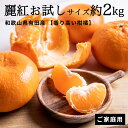 【ふるさと納税】【香り高い柑橘】和歌山県有田産 麗紅 お試しサイズ 約2kg【訳あり 家庭用】【ミカン 蜜柑 柑橘 温州みかん 有田みかん 和歌山 有田】