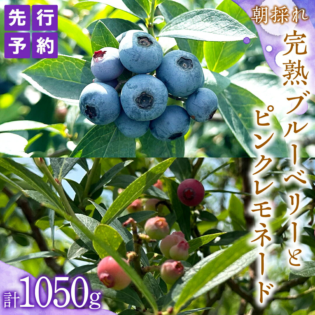 【ふるさと納税】≪先行予約≫【 数量限定 】 朝採れ 完熟 ブルーベリー 700g と ピンクレモネード 350g の 詰合せ セット 食べ比べ (1パックあたり 350g ) 【 2025年 6月上旬頃より発送開始 】 冷蔵 ベリー 甘い 甘酸っぱい 新鮮 フルーツ 果物 贈り物 国産農園 産地直送