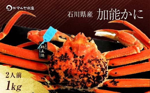 【11月10日～12月15日発送】【先行予約】【冷蔵発送】石川県産 加能かに ズワイガニ ( 産地証明タグ付 ) 茹で上げ前重量 約1.0kg 1匹 特大サイズ F6P-2759