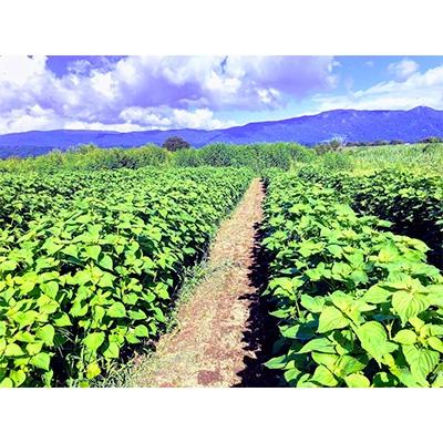 ふるさと納税 飯山市 【飯山市産】えごま油 110g×2本 |  | 03