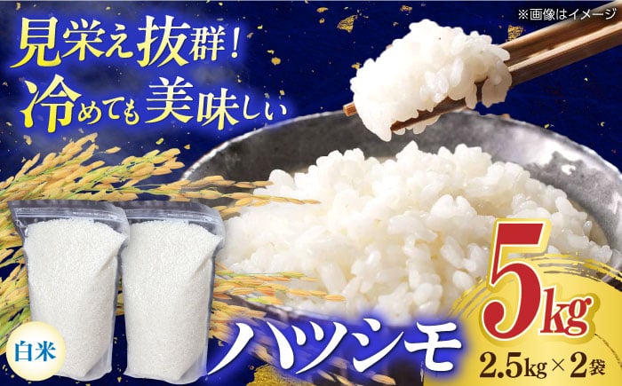
                  お米 【令和7年産】岐阜市産 ハツシモ 白米 5kg【2.5kg×2P】 コメ 5キロ 米 こめ ごはん ご飯 精米 単一原料米 2025年産 予約 ブランド米 幻の米 大粒 寿司米 丼 カレー チャーハン おにぎり お弁当 2袋 農家直送 下城田寺営農 岐阜県 美濃 おすすめ 人気 送料無料 お取り寄せ 岐阜市/農事組合法人　下城田寺営農 [ANEP003]
                