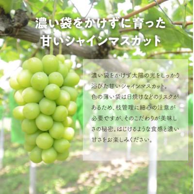 ふるさと納税 津山市 【発送月固定定期便】【2026年先行予約】ピオーネとシャインマスカットの大2房が届く(岡山産)全2回 |  | 03