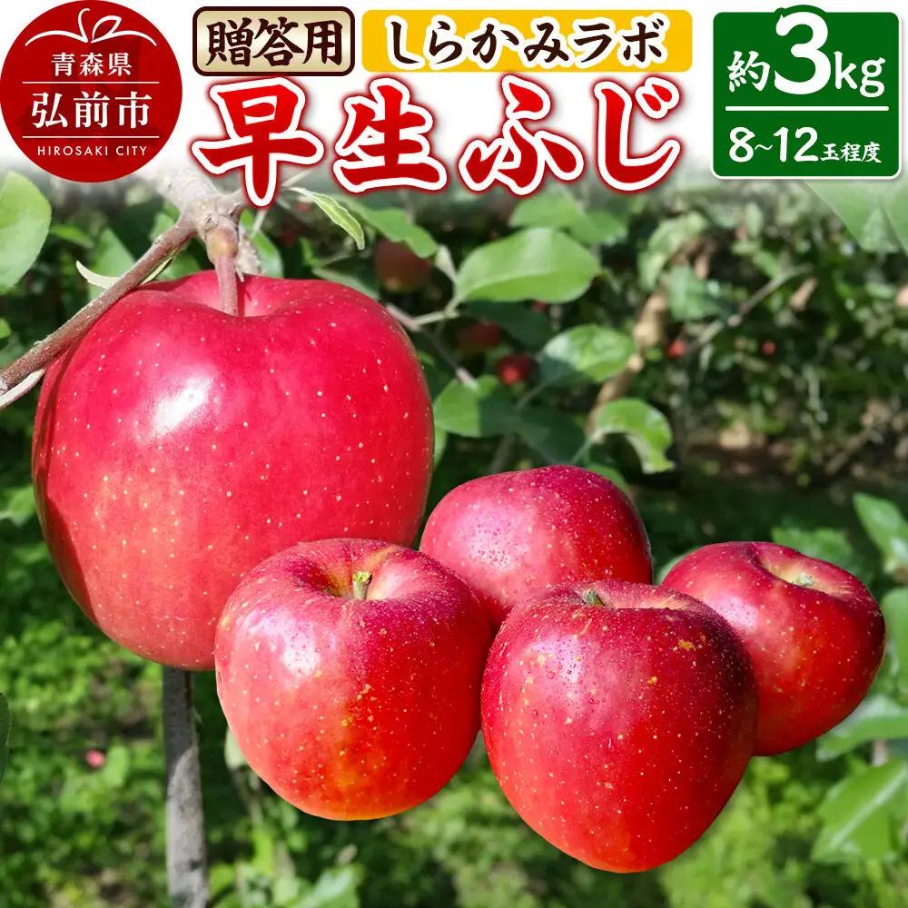 【26年10月発送】りんご 早生ふじ【贈答用】約3kg 先行受付 しらかみラボ 青森県 弘前市 果物 フルーツ 林檎 リンゴ くだもの ギフト 贈り物