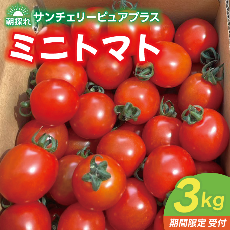 【先行予約】朝採れ サンチェリーピュアプラス ミニトマト ３kg 野菜 フレッシュ 新鮮 BBQ ぷちとまと 酸味 おいしい こども 甘み みずみずしい やさい 産地 直送 茨城 鹿嶋市 超濃厚 甘い 人気 ビタミンC 美味しい 大容量 ギフト 贈り物 産直野菜 農園直送 送料無料 (KAM-30)