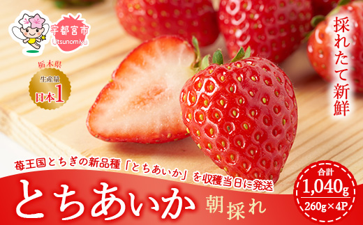 【先行予約】採れたて新鮮 栃木のいちご とちあいか 1,040g（260g×4パック） ｜ いちご 栃木 とちあいか 甘い 糖度 旬 新鮮 フルーツ 果物 アレンジ スイーツ　※北海道・沖縄・離島への配送不可　※2025年1月下旬～3月上旬頃に順次発送予定