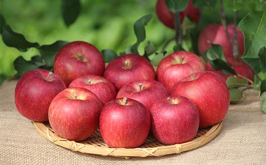 山形県産りんご シナノスイート 約3kg 6～11玉 林檎 リンゴ 果物 くだもの フルーツ 山形県産 F4A-0916