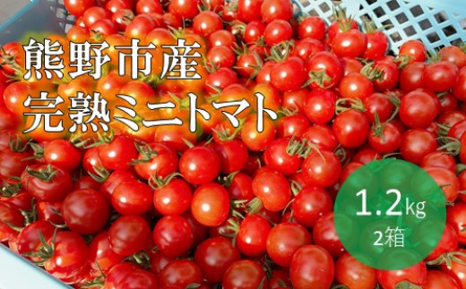 
            【2026年1月以降配送】熊野薬草園のミニトマト（1.2kg×2箱） トマト ミニトマト 熊野 予約受付【kmys0002】
          