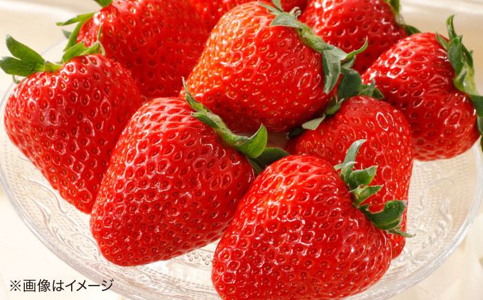 島根県松江市「のつ農園」　完熟いちご「福富アダージョベリー」　15個入り 島根県松江市/山陰中央テレビジョン放送株式会社 [ALFI004]