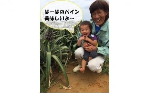 2026年 先行予約 ピーチパイン 約3kg (3～5玉) 桃の香り ますみ農園 パイン 果物 フルーツ パイン 005-a002_2026