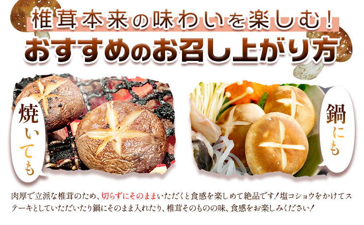 しいたけ 椎茸 生椎茸 1kg 荒木農産《出荷時期をお選びください》熊本 御船 原木椎茸 送料無料_イメージ3