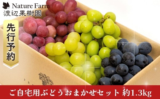先行予約 ご自宅用ぶどうおまかせセット 約1.3kg 令和8年度 自家用 新潟県 三条市産 シャインマスカット ぶどう [渡辺果樹園] 【014S172】