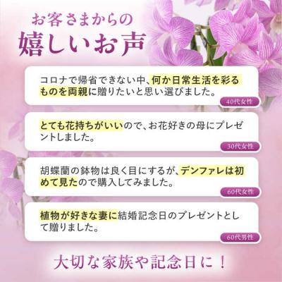ふるさと納税 糸島市 【30セット限定】デンファレ(洋蘭)3本立ち《糸島》【和饗エコファーム株式会社】[AVI004] |  | 03