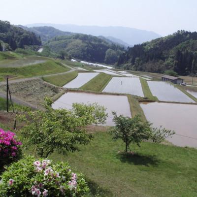 ふるさと納税 浜田市 ほんき村のコシヒカリ10kg |  | 03