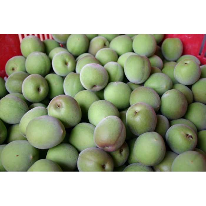 【ふるさと納税】和歌山産 南高梅 青梅 秀品 5kg | 和歌山県 和歌山市 和歌山 楽天ふるさと 納税 支援品 支援 返礼品 お礼の品 梅 うめ ウメ 梅干し 梅干 うめぼし 梅ジュース 梅シロップ 梅ジャム 特産品 梅酒 梅の実 国産 5キロ ご当地 お土産 ワンストップ