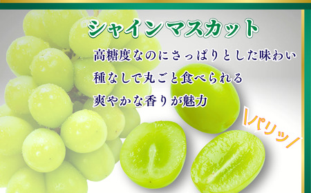 ぶどう シャインマスカット 約1kg|シャインマスカット ぶどう