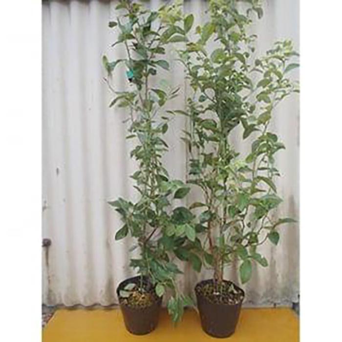 【ふるさと納税】強くて育て易い ラビットアイ系ブルーベリー 人気の2品種セット (庭木・果樹)