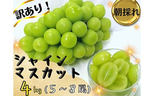 
                  【2026年先行受付】訳あり岡山県産シャインマスカット4kg_ぶどう 葡萄 ブドウ シャインマスカット 4kg 訳あり 規格外 果物 フルーツ 人気 岡山県 津山市 送料無料【1571849】
                