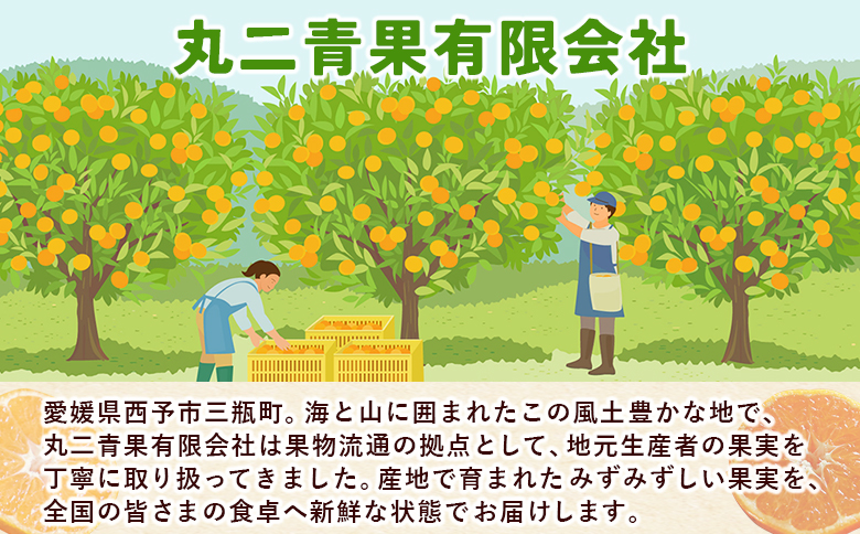 ＜秀品 河内晩柑 (L～3Lサイズ) 約7kg＞『2026年4月中旬から順次出荷予定』かわちばんかん 丸二青果 愛媛県西予市