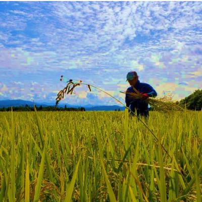 ふるさと納税 新庄市 米の匠みのりガーデン/金賞受賞農家の【特上コシヒカリ】5kg |  | 02