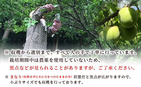 ＜愛媛県西予市産 青梅 約3kg＞ うめ ウメ あおうめ アオウメ 梅干し 梅ジュース 梅ジャム 梅シロップ 梅酒 手作り 家庭用 ご自宅用 えひめ活き生きファーマーズ 愛媛県 西予市【常温】『202