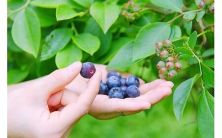 【季節限定】農薬・化学肥料不使用！愛情と栄養たっぷり冷凍ブルーベリー（1kg） 南小国産 冷凍 ブルーベリー 1kg 摘み立て 生 果物 新鮮 フレッシュ 小分け 農薬不使用 化学肥料不使用 産地直送