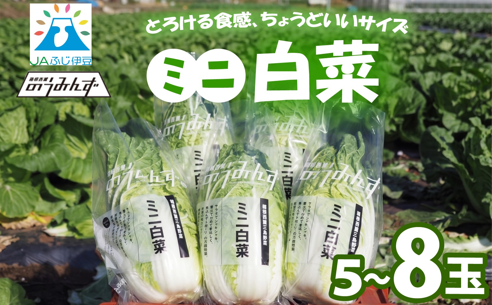 
                  【先行予約2026年11月上旬より順次発送】 ミニ 白菜 5～8玉 はくさい ハクサイ 鍋 甘い おいしい オススメ サラダ 野菜 のうみんず 静岡県 三島市
                