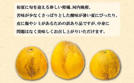 訳あり 愛南ゴールド（河内晩柑) 5kg 柑橘 みかん 傷 不揃い 規格外 常温 愛南町 青果市場 愛媛県