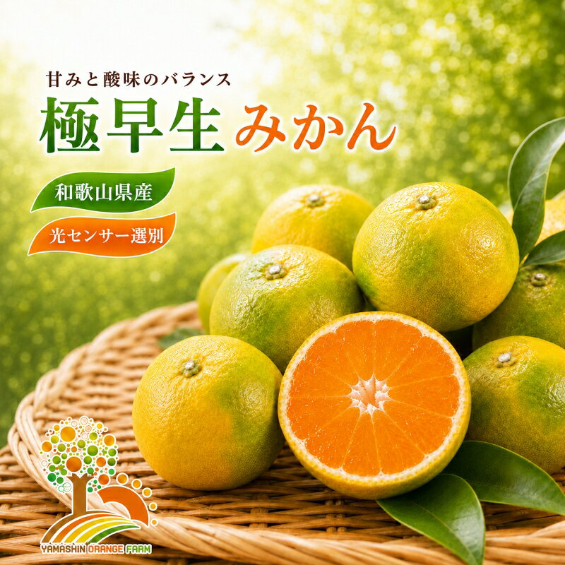 【ふるさと納税】 極早生 みかん 家庭用 / 極早生みかん 温州みかん 甘い 家庭用 和歌山 柑橘 5kg 10kg 6000円 9000円 ※2026年10月上旬～11月上旬順次発送 ※北海道・沖縄・離島への配送不可 //goku